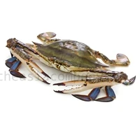SM STAR Blue Swimming Crab half