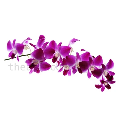 Orchideen viola-weiss Bund 10 Stiele_1
