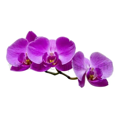 Orchideen violett Bund 10 Stiele_1