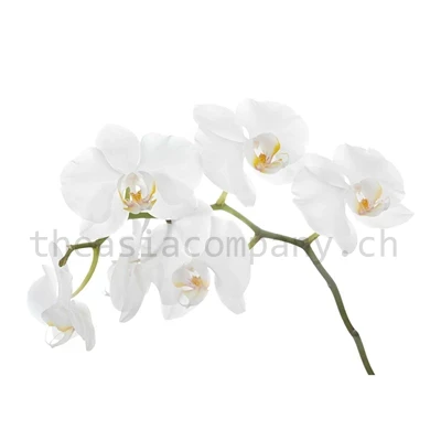 Orchideen Weiss Bund 10 Stiele_1