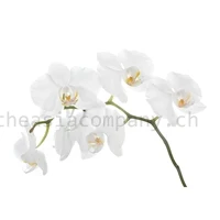 Orchideen Weiss Bund 10 Stiele