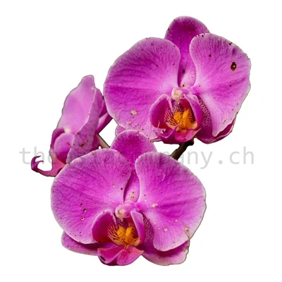 Orchideen pink Bund 10 Stiele_1