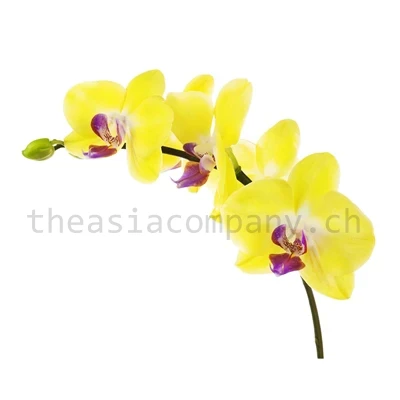 Orchideen gelb_1