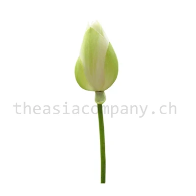 Lotus Blumen weiss_1