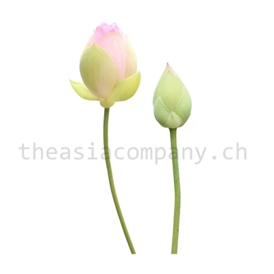 Lotus Blumen pink_1