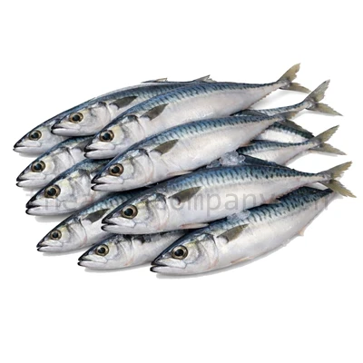 Saba Makrele Rund abt 27-28%_1